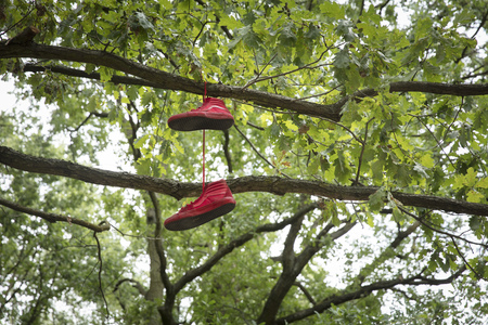 red shoes tossed over branch against green treesのeditorial素材