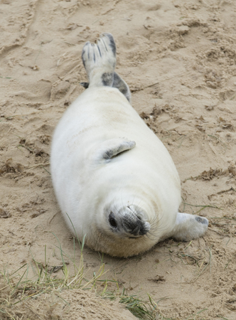 Seals in Winter on the beach at Winterton on Sea, Norfolk, UK in the evening, December 2017の写真素材