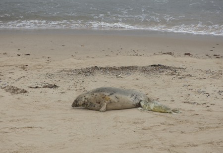 Seals in Winter on the beach at Winterton on Sea, Norfolk, UK in the evening, December 2017の写真素材