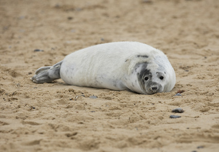 Seals in Winter on the beach at Winterton on Sea, Norfolk, UK in the evening, December 2017の写真素材