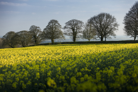 Near Normanby, Lincolnshire, UK,  Evening view of Lincolnshire Wolds from Viking Wayの写真素材