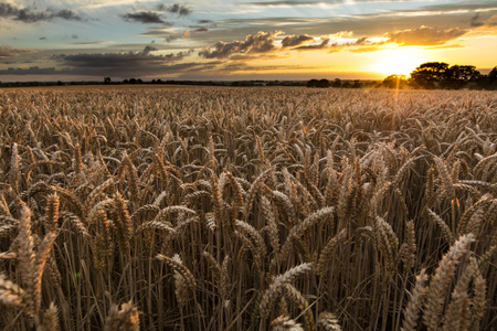 Near Caistor, Lincolnshire, UK,  View of Lincolnshire Wolds and a sunsetの写真素材