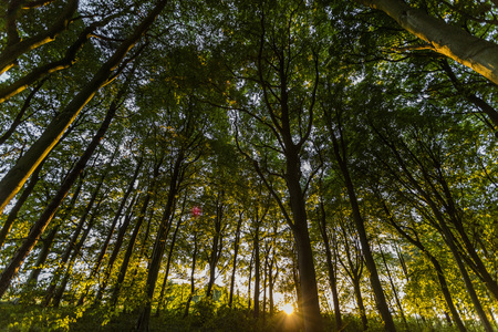 Near Belchford, Lincolnshire, UK, View of tree canopy near the Bluestone Heath Roadの写真素材