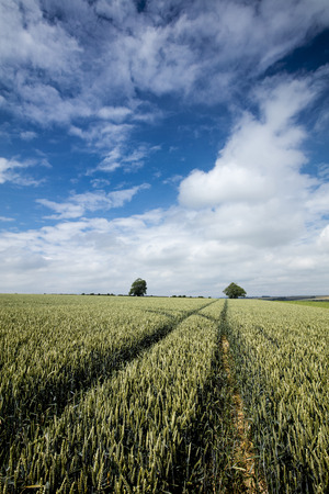 Near Nettleton, Lincolnshire, UK,  Landscape view of the Lincolnshire Woldsの写真素材