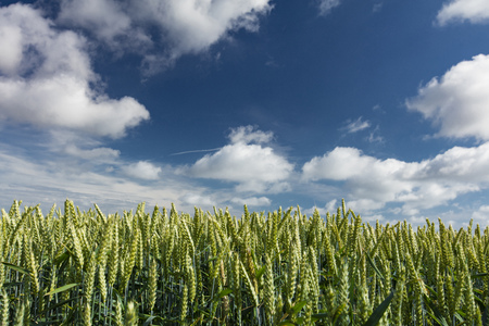 Near Ulceby, Lincolnshire, UK, View of a crops from below with lots of skyの写真素材