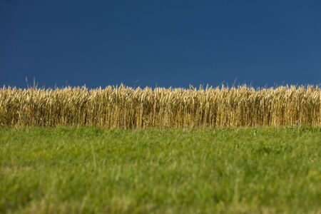 Lincolnshire Wolds, East Midlands, UK, May 2019, View of the lincolnshire countryside field sky and cropsの写真素材