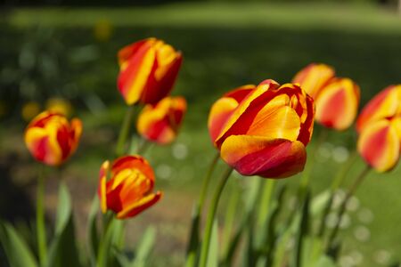 Red and Oranges Tulips in Gedney, South Holland, Lincolnshire, United Kingdomの写真素材