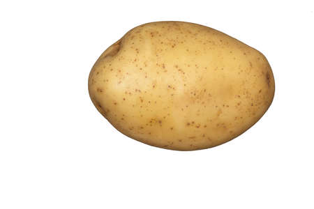 A white potato on a plain white backgroundの写真素材