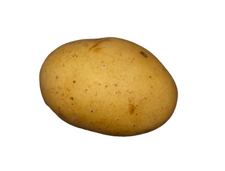 A white potato on a plain white backgroundの写真素材