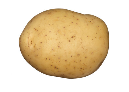A white potato on a plain white backgroundの写真素材