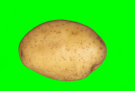A white potato on a plain green background ready for easy keyingの写真素材