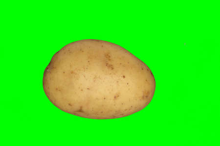 A white potato on a plain green background ready for easy keyingの写真素材