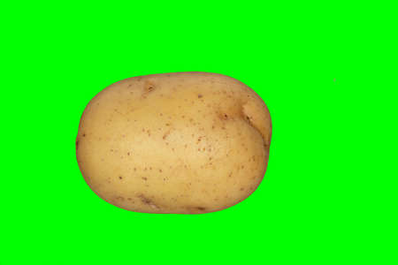 A white potato on a plain green background ready for easy keyingの写真素材