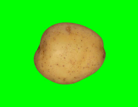 A white potato on a plain green background ready for easy keyingの写真素材