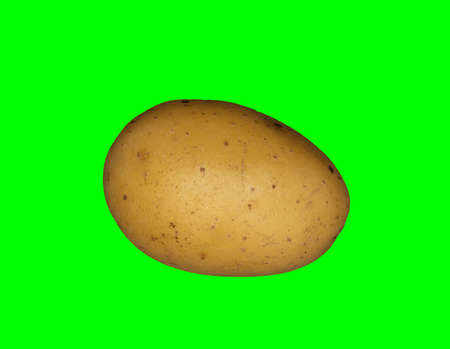 A white potato on a plain green background ready for easy keyingの写真素材