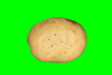 A white potato on a plain green background ready for easy keyingの写真素材