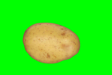 A white potato on a plain green background ready for easy keyingの写真素材