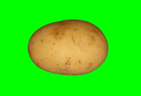 A white potato on a plain green background ready for easy keyingの写真素材