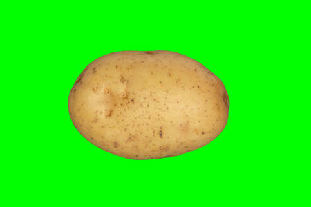 A white potato on a plain green background ready for easy keyingの写真素材