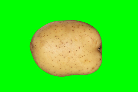 A white potato on a plain green background ready for easy keyingの写真素材