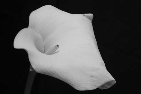 Arum Lilly in Black and whiteの写真素材