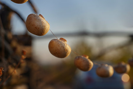 Mushrooms drying process. Close-up. Brown backgroundの写真素材