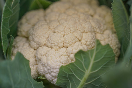Large juicy, fresh cauliflower in a kitchen garden, close-up. Vegetarianism. Peganism. Paleo Diet. Keto Diet. Imperfect vegetables, ugly vegetable. Proper nutrition.の写真素材