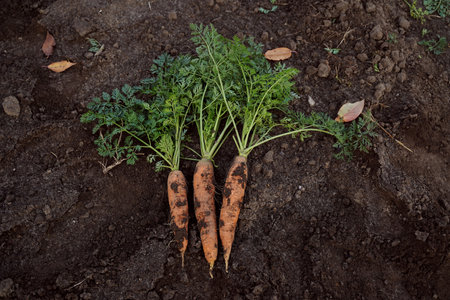 Large juicy unwashed carrots in the field against the background of the earth, close-up. Healthy eating.の写真素材