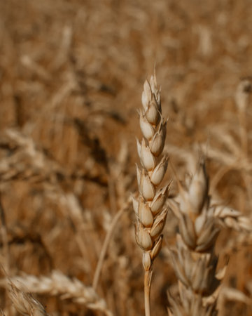 Wheat very close-up, the background is blurred. Ecological grain. Vertical orientation. Selective focus, blurred backgroundの写真素材