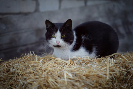 Cat in hay on a summer dayの写真素材