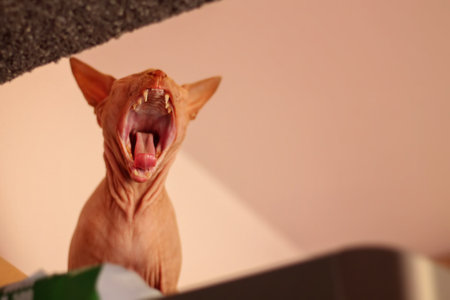 The Sphinx cat opens her mouth wide and sighs. Beige background. selective focusの写真素材