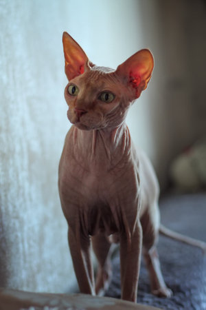 Excited naked sphinx cat, stands on the couch. Beige background, close-up. selective focusの写真素材