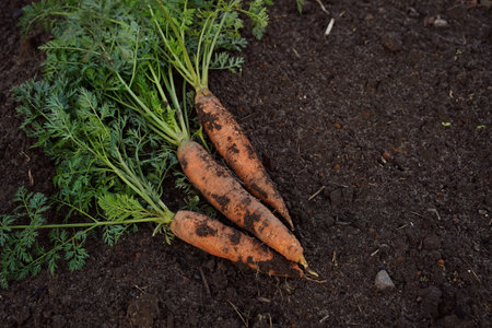 Large juicy unwashed carrots in the field against the background of the earth, close-up. Healthy...