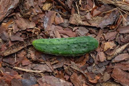 A green ripe cucumber lies on the mulch. Natural vegetables grown on an organic farm. Fresh food for fitness nutrition.の写真素材