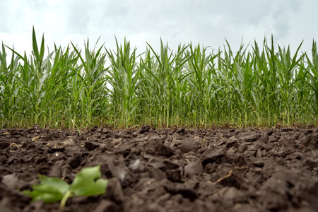 Young corn on a background of blue sky. Dry cornfield. organic farming. Vegetables without fertilizers and GMOs. selective focusの写真素材
