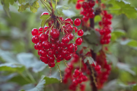 Ripe red currants on a branch close-up, blurred background. ecological gardening. fruit garden....