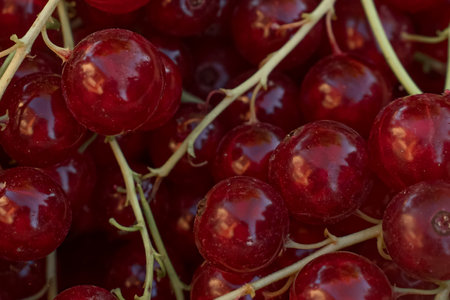 fruit background. Red currant macro photography. A handful of red berries top view. Berries for...