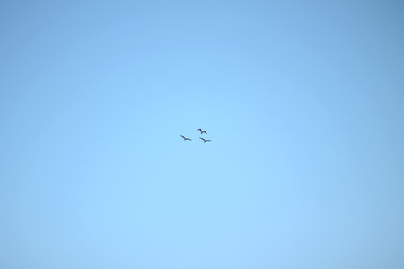 Nature sky landscape with birds. Wide Angle Beautiful Natural blue background Wallpaper. Copy Space, vertical orientation.の写真素材