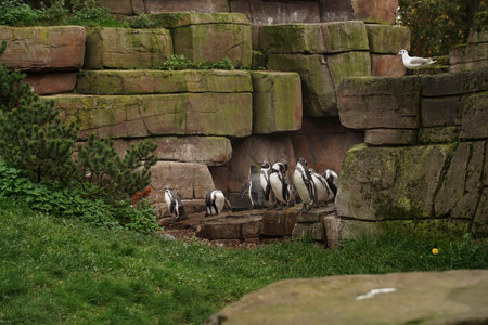 Flock of penguins tramples among the rocks overgrown with greenery, around the green grass and sits watching the seagull. Penguins at the zoo in the summer. A group of penguins are resting at the zooの写真素材