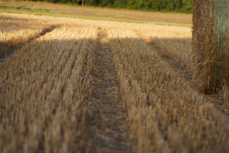 Haystack or hay straw. Mowed dry grass hay in stack on farm field. Hay pile stack farmer mowed for...