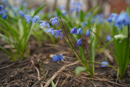 Blue cute fresh snowdrop close up in spring time in sunny bright forest with space for text. photo...