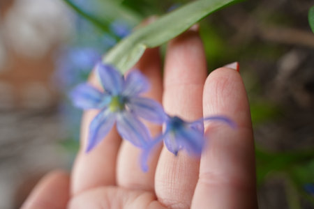 Womans hands gently touch of snowdrops close-up. Little Wild flowers snowdrops in spring forest with...