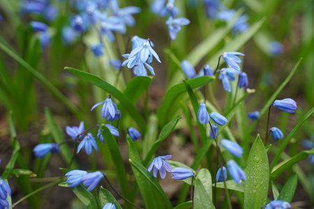 Blue scylla flowers in the early spring with slightly unfocused background. selective focus.の写真素材
