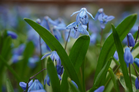Beautiful first flowers snowdrops in spring forest. Tender spring flowers snowdrops harbingers of...