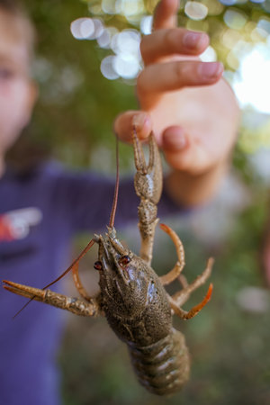 Crayfish hangs in the air wooing the boy's finger. Crab claw pinching a hand. A man's finger on a crawfish. soft focus.の写真素材