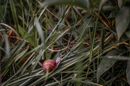 Small snail in a shell crawls in the grass close up in summer day in the garden. top view macroの写真素材