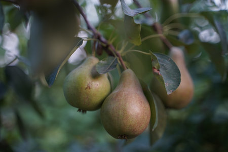 Ripe organic pear on a branch of pear tree in the garden. summer fruits. autumn harvest. selective focus.の写真素材