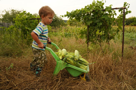 Child farmer carries a toy wheelbarrow full of cornの写真素材