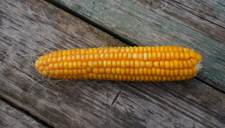 Fresh corn on wooden table, Top view close-up