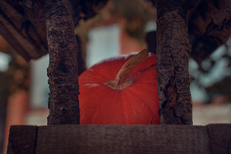 Composition with a feeder and an orange pumpkin, against the background of an autumn village house. selective focus. autumn yard decorationの写真素材